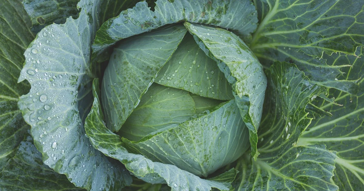 May vegetable gardening ideas