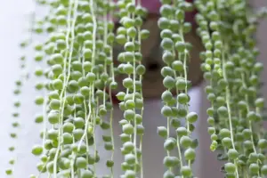 7 Patio Plants That Thrive in Pots and Containers