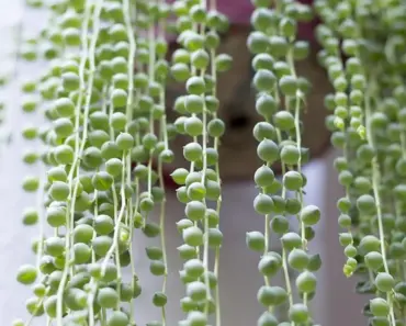 7 Patio Plants That Thrive in Pots and Containers 7 Patio Plants That Thrive in Pots and Containers