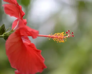 When to Prune Rose of Sharon for Strong Growth