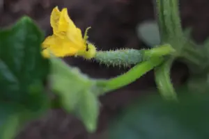 Dear Dot’s 5 Tips for Building a Garden