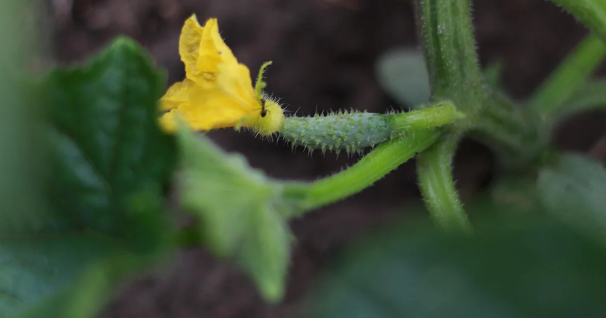 Small vegetable garden