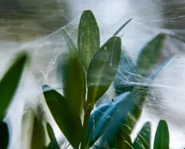 7 Tips to Grow and Care for a Spider Plant 7 Tips to Grow and Care for a Spider Plant