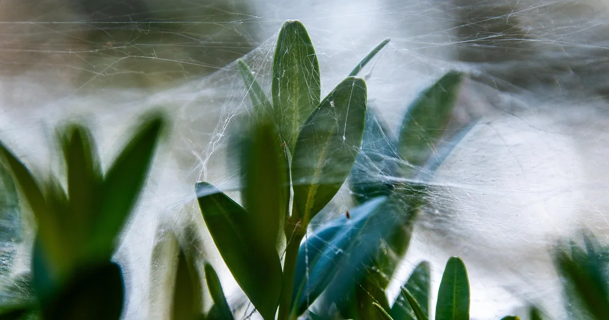 Spider plant care