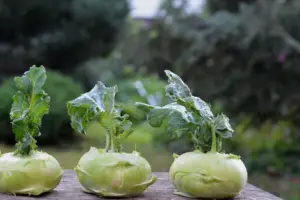 5 Smart Tips for Starting Your First Vegetable Garden