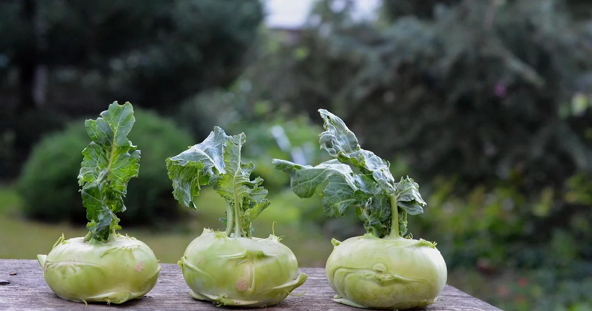 Starting a vegetable garden