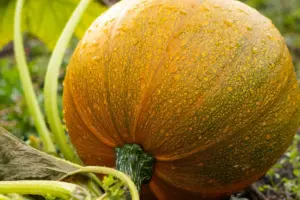 7 Vegetable Garden Ideas for a Great Harvest