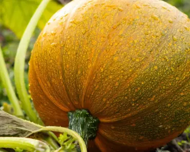 7 Vegetable Garden Ideas for a Great Harvest