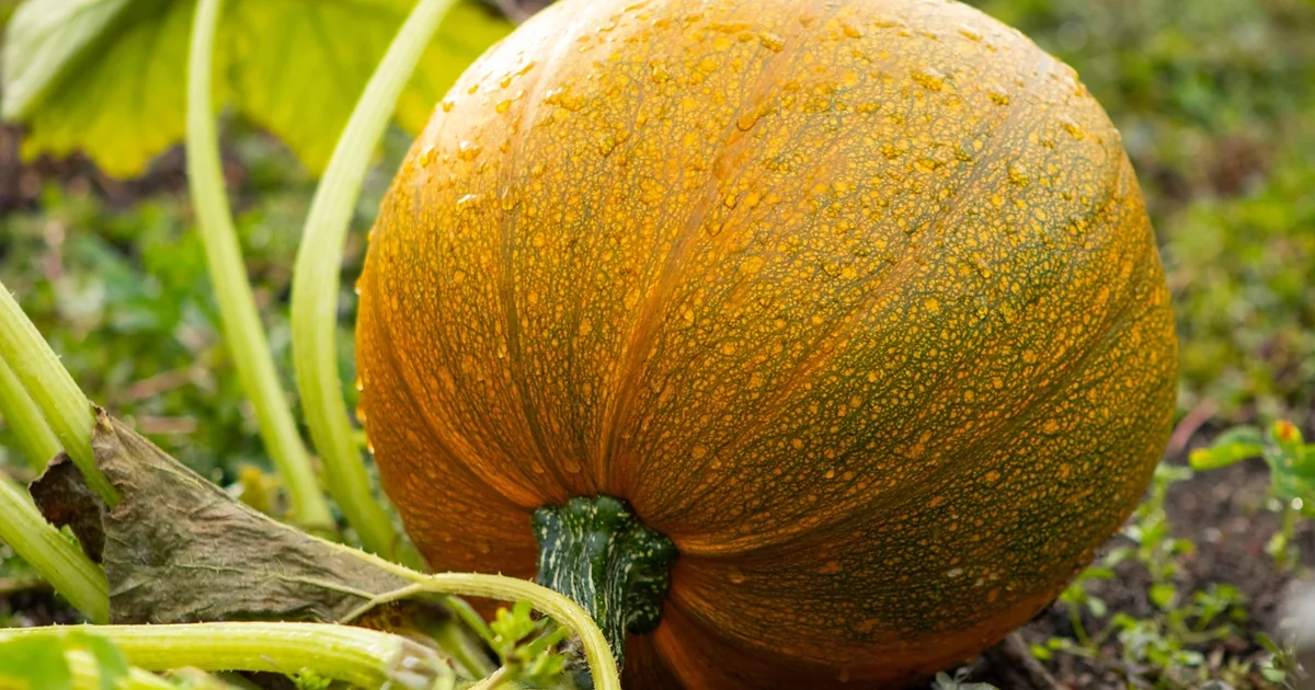 Vegetable garden ideas