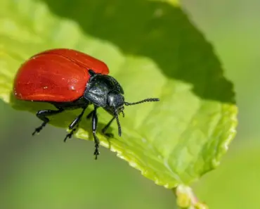 5 Wildlife Houses to Encourage Natural Garden Pest Control 5 Wildlife Houses to Encourage Natural Garden Pest Control