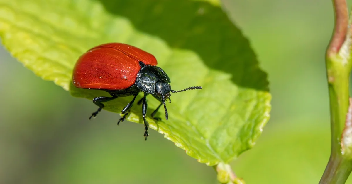 Wildlife pest control