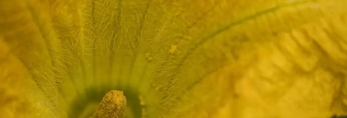 7 Pretty Flowers Naturally Help Your Vegetable Garden Thrive