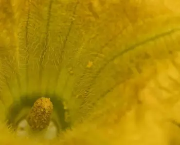 7 Pretty Flowers Naturally Help Your Vegetable Garden Thrive