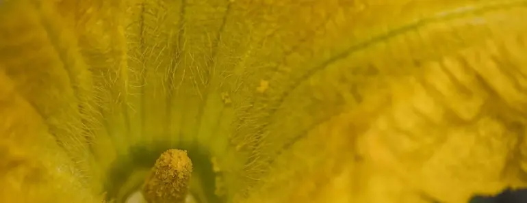 7 Pretty Flowers Naturally Help Your Vegetable Garden Thrive