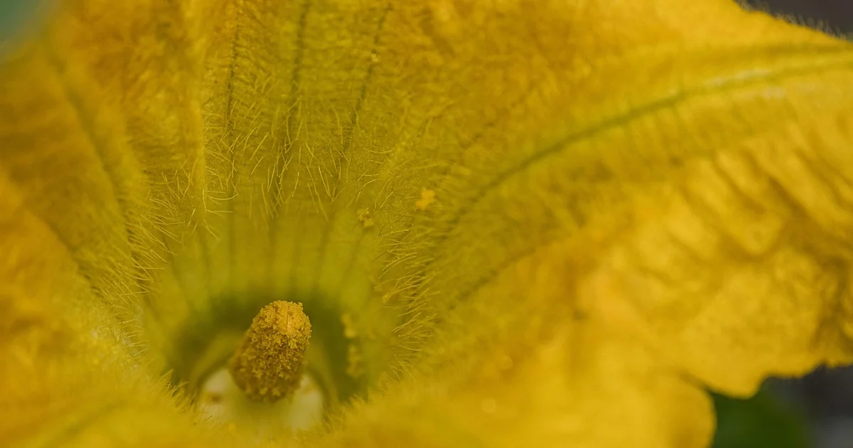 Companion flowers for vegetables