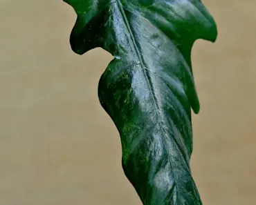 9 Indoor Gardening Tips for New Gardeners