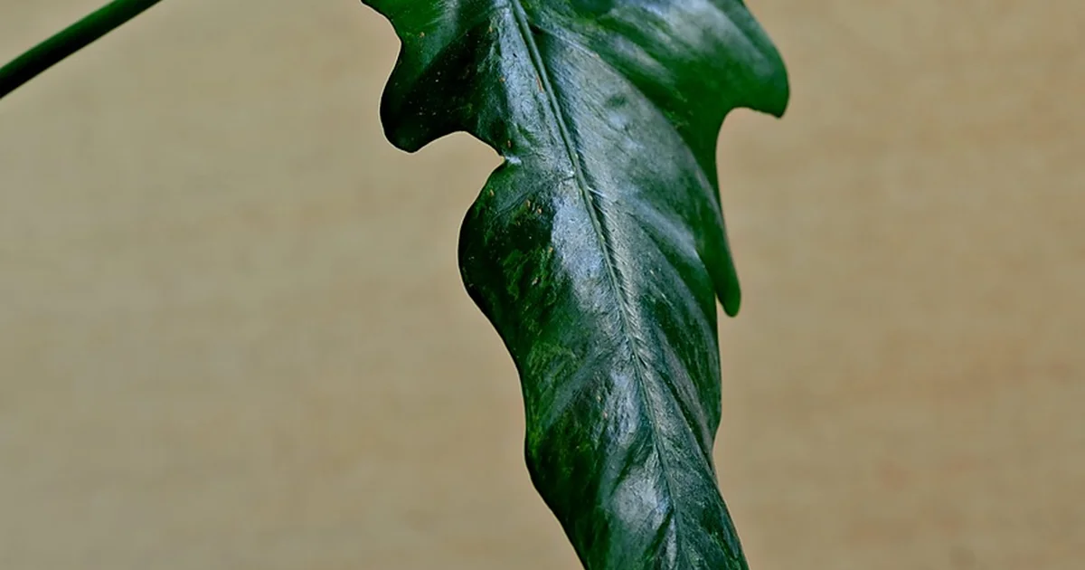 Indoor gardening tips