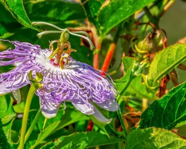 5 Tips for Purple Passion Plant Care and Growth