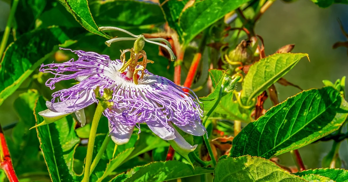 Purple passion plant care