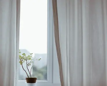 5 Steps to Revive a Stressed Indoor Plant Close to Death