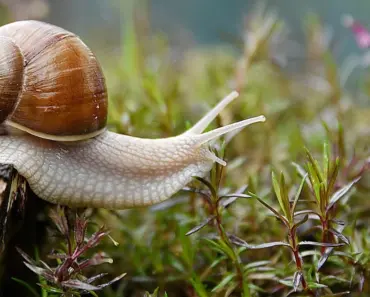 Plant These 7 Garden Favorites to Help Keep Slugs Away