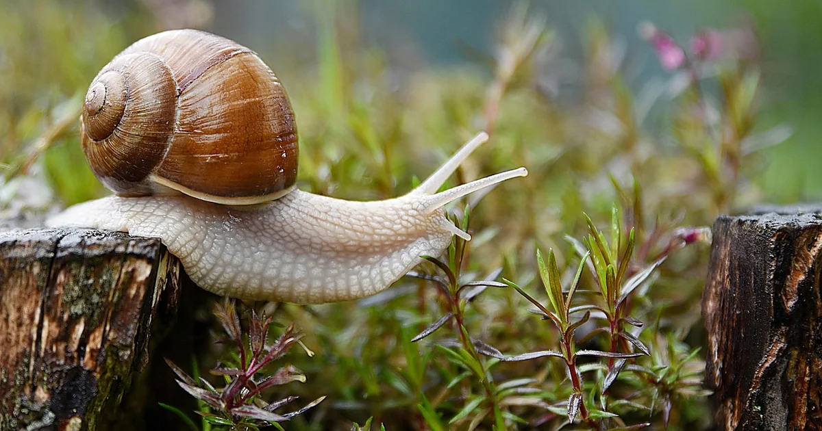 Slug repellent plants