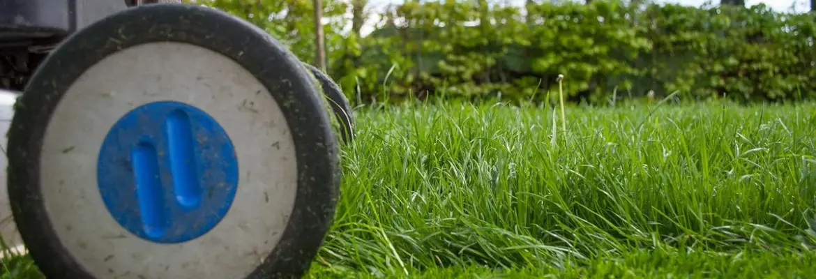 Extension Notes: 7 Summer Maintenance Tips for Vegetables