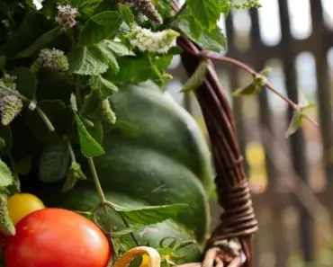 Top 3 Tomato Tips for Beginner Home Gardeners