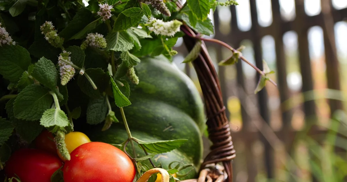 Tomato tips beginners