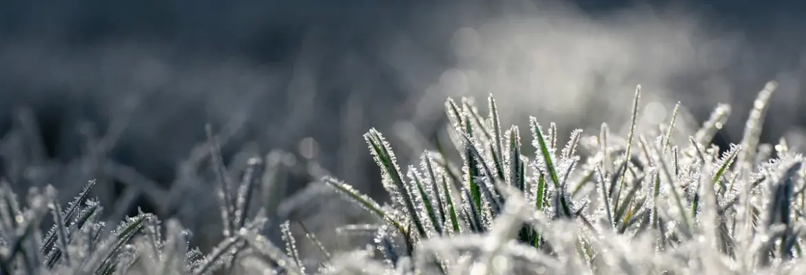 Succession Planting Guide: 7 Crops to Grow Before Frost