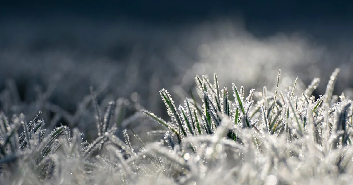 Crops before frost