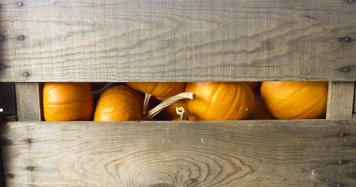 Fall container vegetables