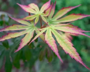 5 Late Summer Through Fall Gardening Tips