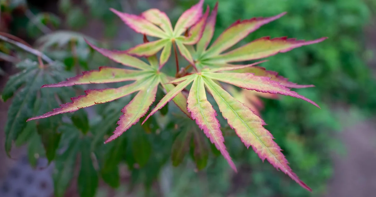 Fall garden tips