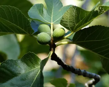 Fiddle Leaf Fig Care: 5 Tips to Keep It Thriving