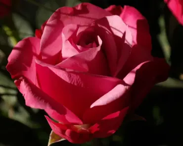 Cultivating with Kerri: 5 Summer Roses to Stop and Smell