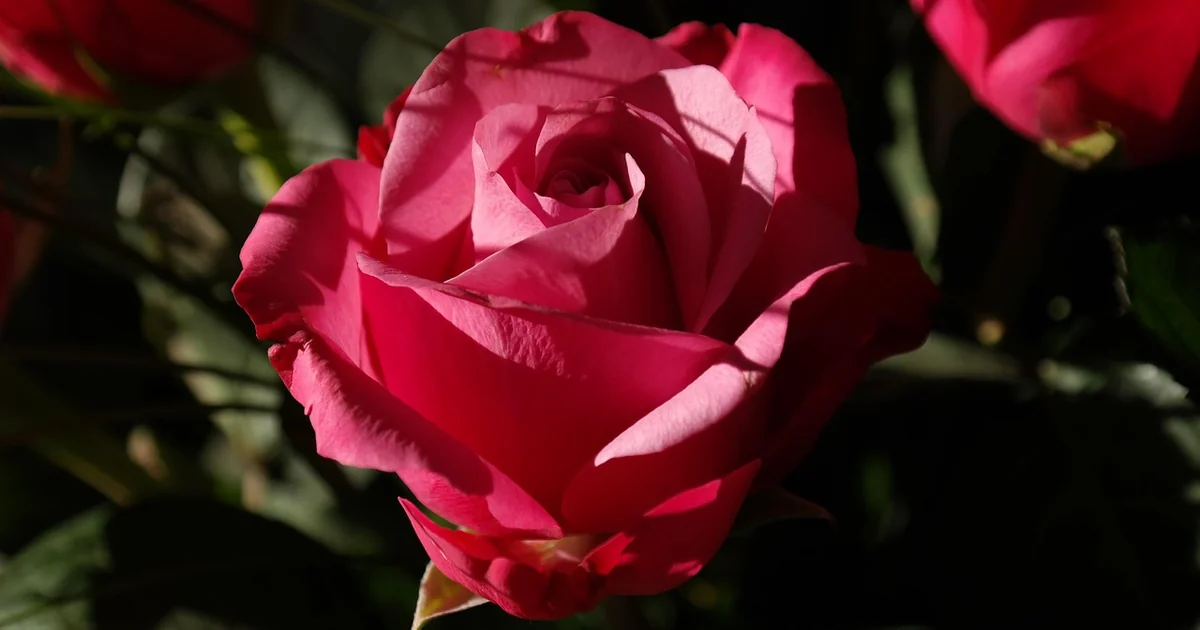 Fragrant summer roses