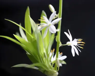 7 Houseplants That Are Practically Impossible to Kill