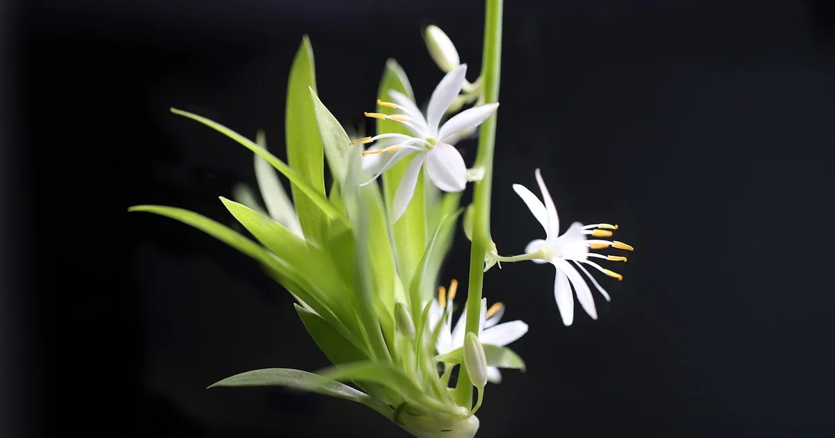 Hard to kill houseplants