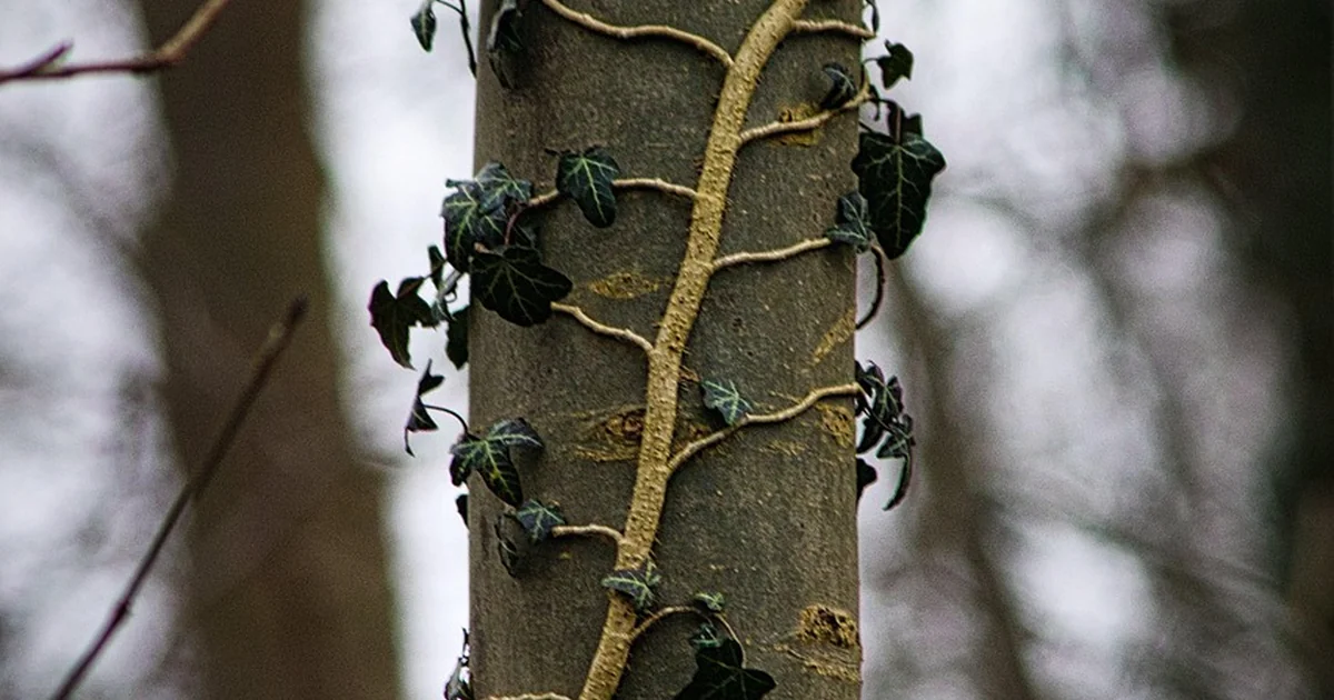 Ming aralia care