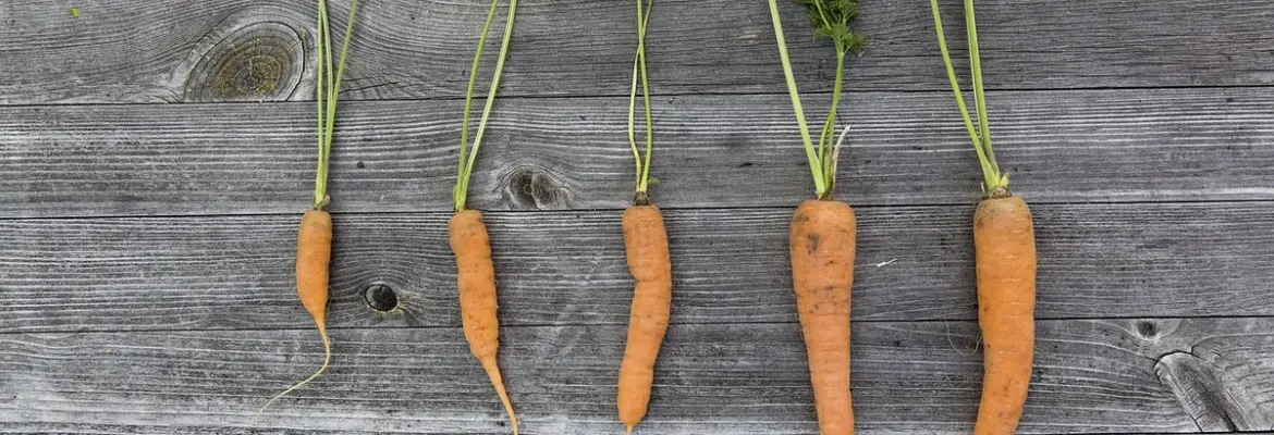 7 Smart Ways to Make Your Vegetable Garden Eco-Friendly