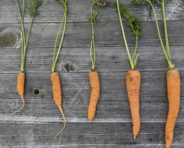 7 Smart Ways to Make Your Vegetable Garden Eco-Friendly