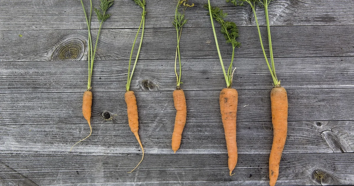 Sustainable vegetable garden