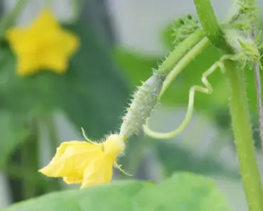 7 Vegetables You Can Still Plant in July It’s Not Too Late