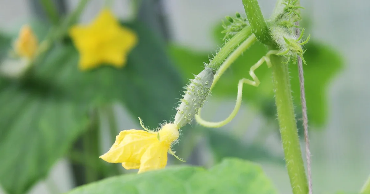 Vegetables to plant july